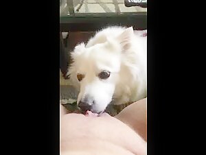 A cougar ready for anything with her dog