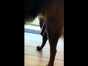 A horny dog   with a huge dripping cock