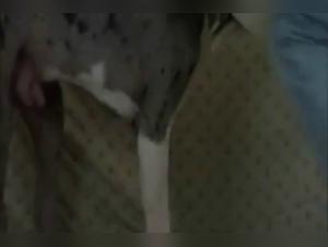 AAS Milly: The Horse Obsession - Challenges of Taboos