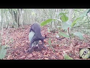 Alison and Her Adventure with a Dog