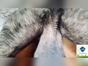 Alison Prod: The Ultimate Decadence