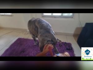 Alisonprod: Latin and bestial fusion