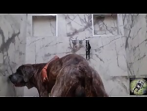 Alisson Unveiled: Bestiality at the Heart of Forbidden Desire