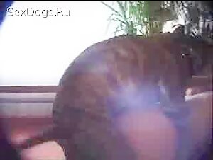 Alone pregnant woman with a Pitbull