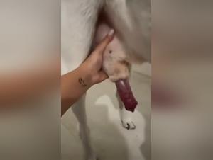 Amandora: animal orgies without limit