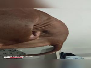 Amateur bestiality: live canine submission