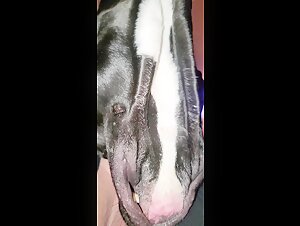 Amateur Dog 13 - Dog Bestiality Sex Videos