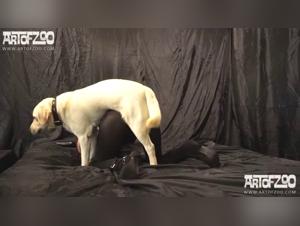 Animal Brutality: Hector and His Infinite Desire for the Dog