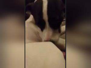 Animal debauchery: the cry of the slut