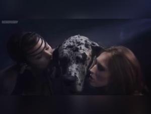 Animal Debauchery: The Deepest Fantasies Executed