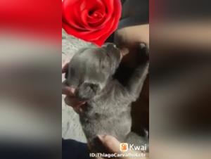 Animal Debauchery: The Peak of Bestial Luxury