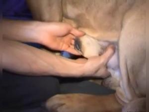 Animal Debauchery: Two Women, One Unforgettable Horse