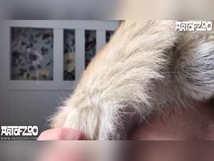 Animal delicacies: crowd and deep delights