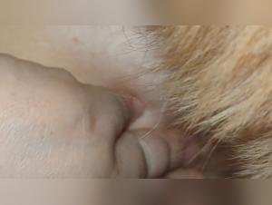 Animal Delight: Boiling Tits