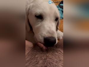 Animal Delight: Canine Domination XXX Videos