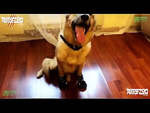 Animal Delight: The Dark Side of Zoofilia