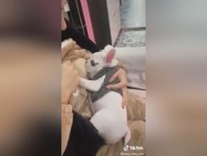 Animal Delights: Asia XXX