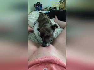 Animal Delights: Bestial Obsession in Video