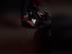 Animal Delights: Beyond Lust