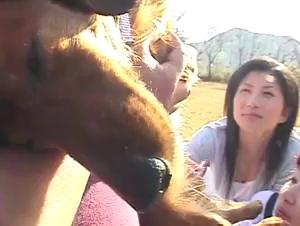 Animal Delights: Feminine Indomitability versus Canine Power