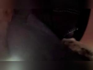 Animal delights: prohibited desire explorations