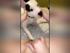 Animal Delights: Salacious Tickles & Wild Crowds