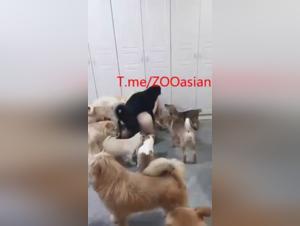 Animal Delights: Unforgettable Canine Domination