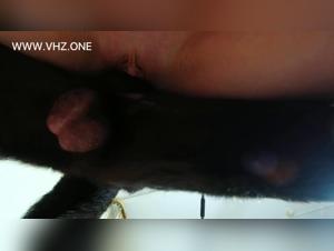 Animal delights: Veronica without restraint