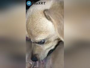 Animal delights: wild and erotic kisses