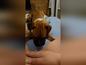 Animal Delights: Wild Canine Domination