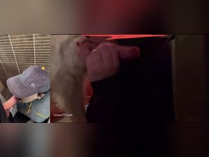 Animal derision: right or left?