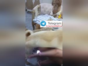 Animal Desire: A Chinese Woman and her Canine Obsession