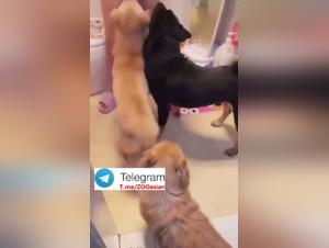 Animal Desire: Chinese Gangbang and Dogs