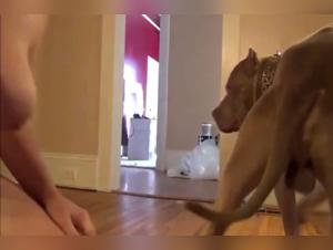 Animal Desire: Dog Rimmage and Unleashed Women