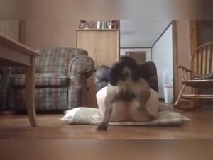 Animal Desire: Extreme Asian Bestiality Scenes