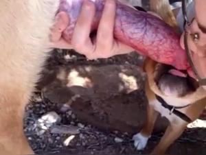 Animal Desire: Hardcore exploration of female zoophilia