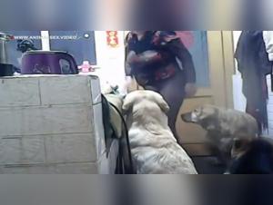 Animal Desire: Incandescent Sexual Experiences with Dogs