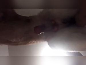 Animal Desire: Milly and her Canine Passion