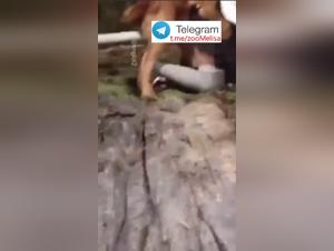 Animal Desire: Milly and Her Dog in a Forbidden Affair