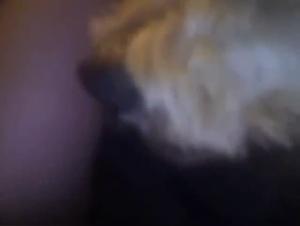 Animal Desire: XXX Women & Dogs Videos