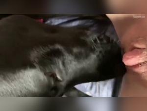 Animal Diversion: Wild Delights