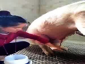 Animal ejaculation: fucking with a sexy dog