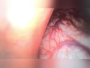 Animal Exploration: The Intimate Knot