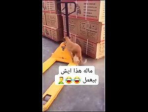 Animal Fuck: Dog and Dirty Whore