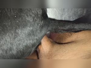 Animal fuck: Intense and decadent feline orgies