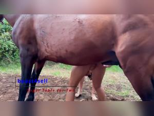 Animal fuck: limitless debauchery