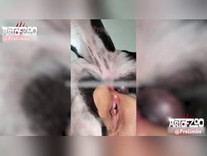 Animal Fucking On Stage: Coco Shares Her Passion For Extreme Zoo