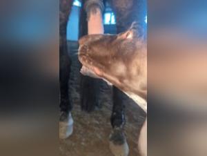 Animal Hell: Canine and Equestrian Debauchery