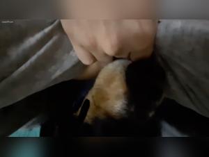 Animal Hell: Wild kisses and insatiable urges