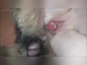 Animal Obsession: Icedone Milly and the Canine Passion